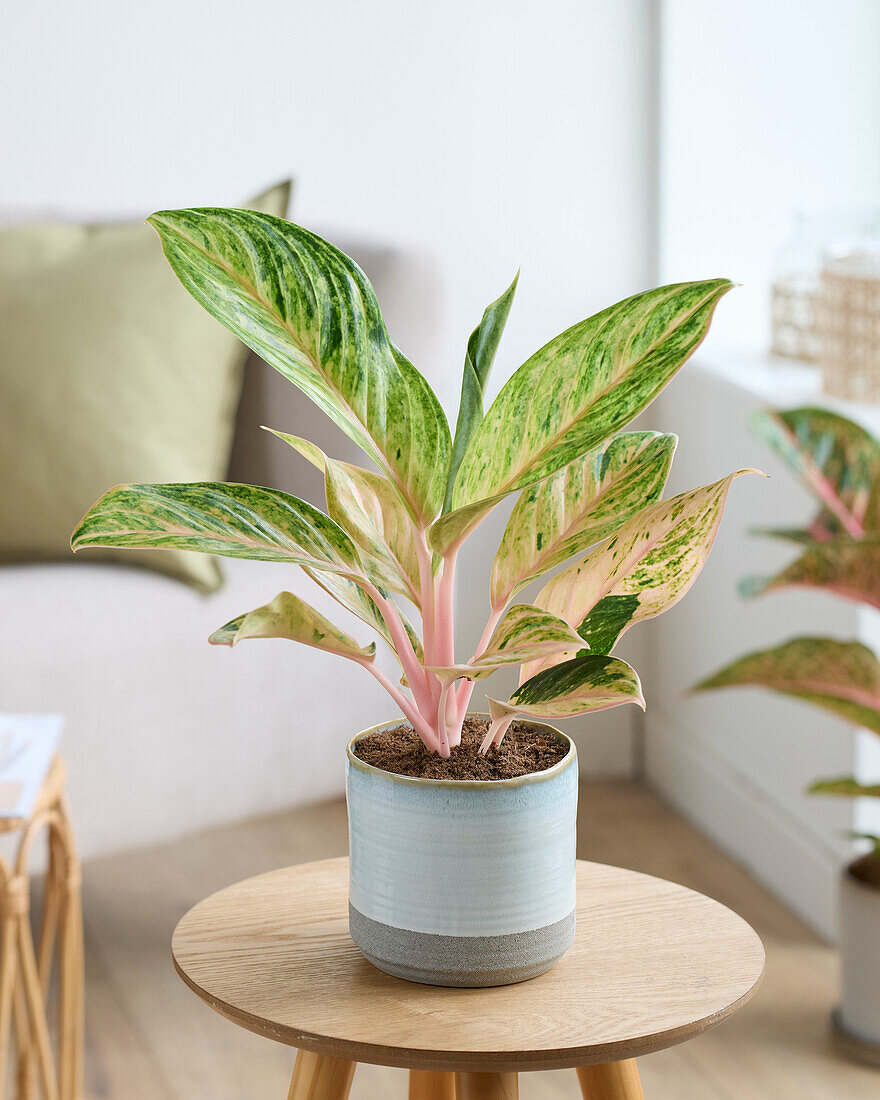 Aglaonema Peach Pearl