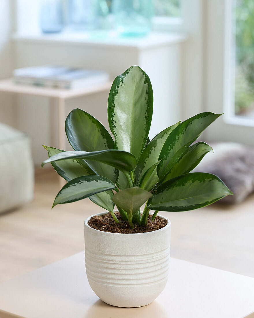 Aglaonema Silber Blau