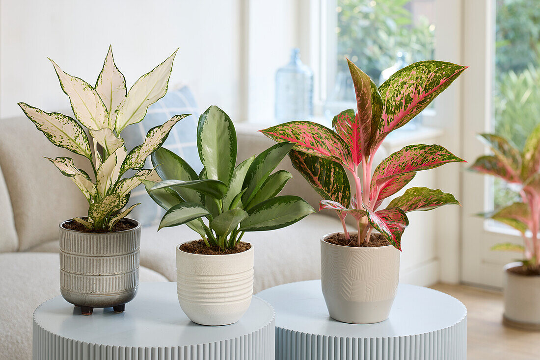 Aglaonema Lychee Red, Silver Blue and Vanilla Baby