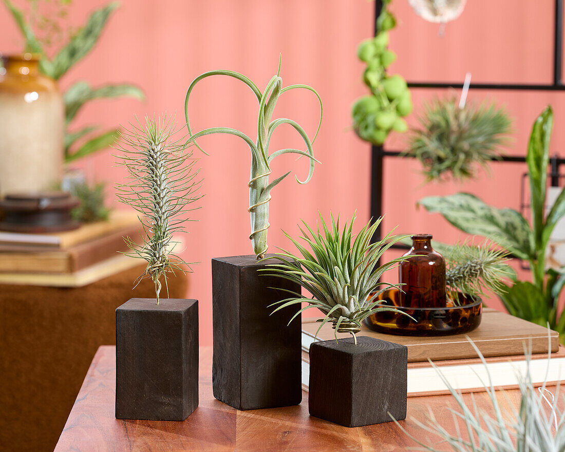 Tillandsia Burnt Wood Trio