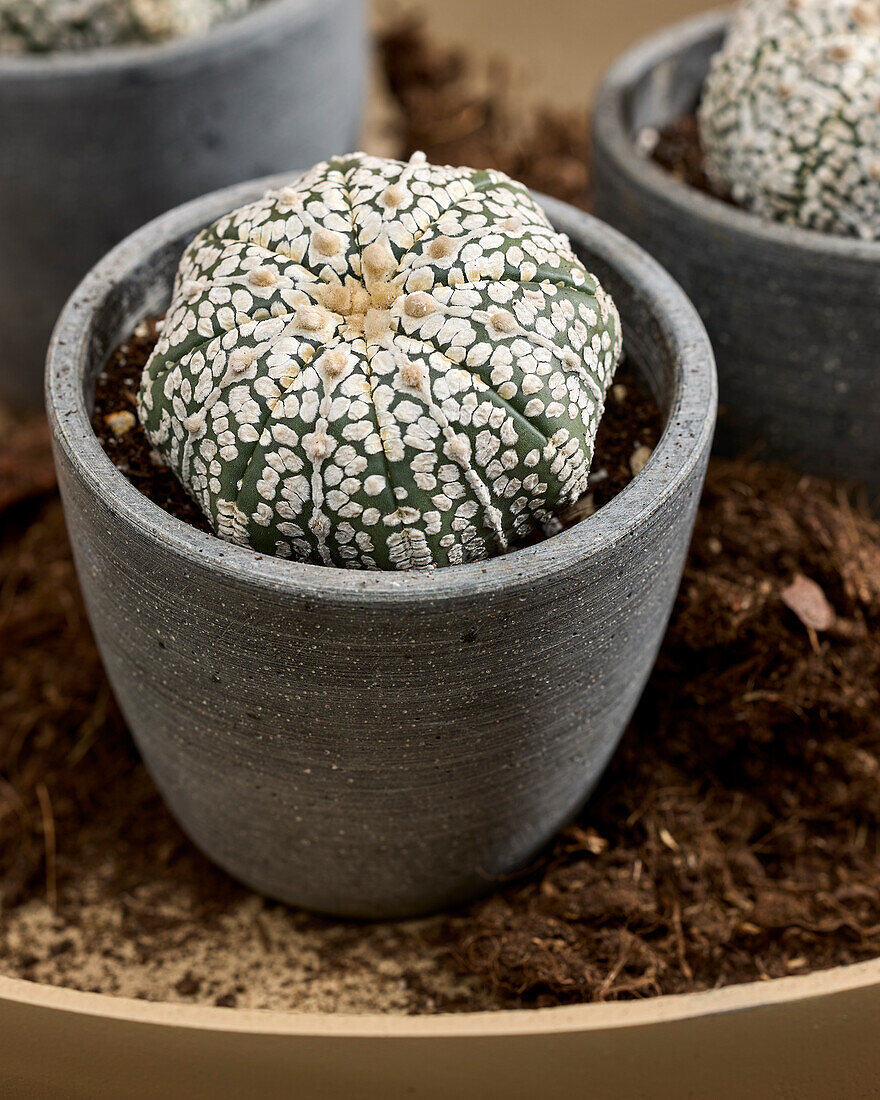 Astrophytum asterias