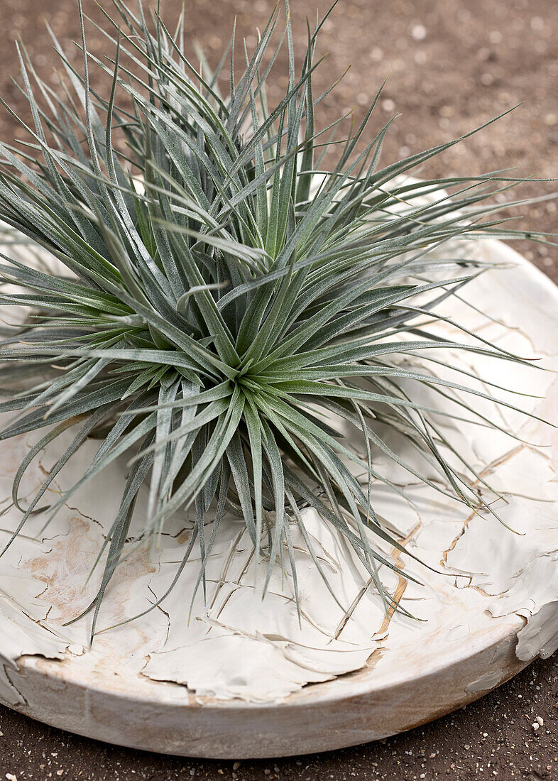 Tillandsia (air plant)