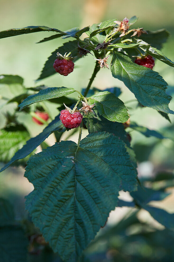 Ripe red raspberries hanging on branch in garden against blurred background