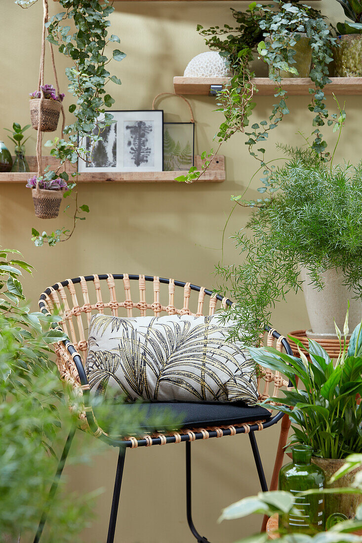 Indoor plant collection in a small place