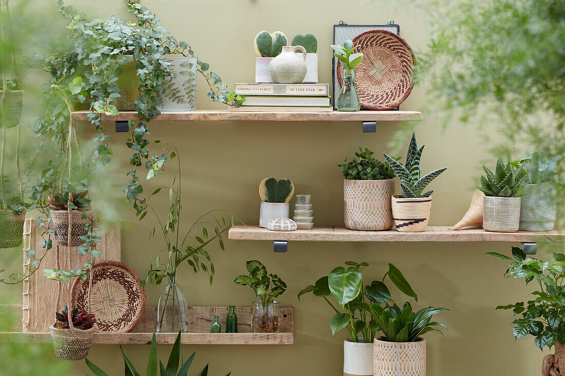 Indoor plant collection in a small place