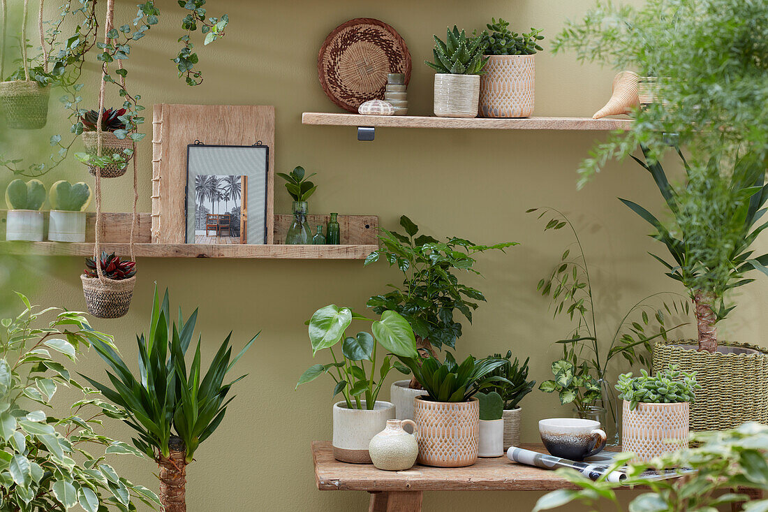 Indoor plant collection in a small place