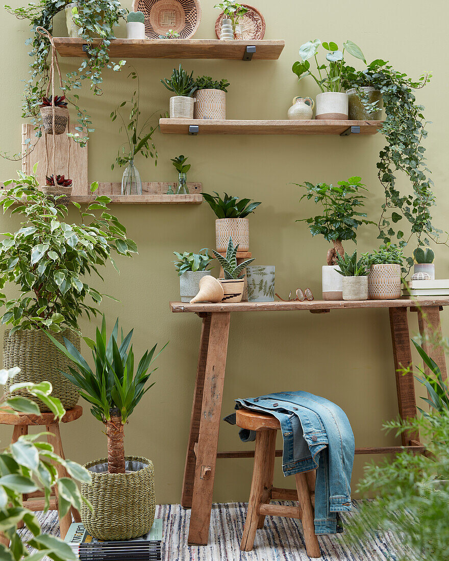 Indoor plant collection in a small place