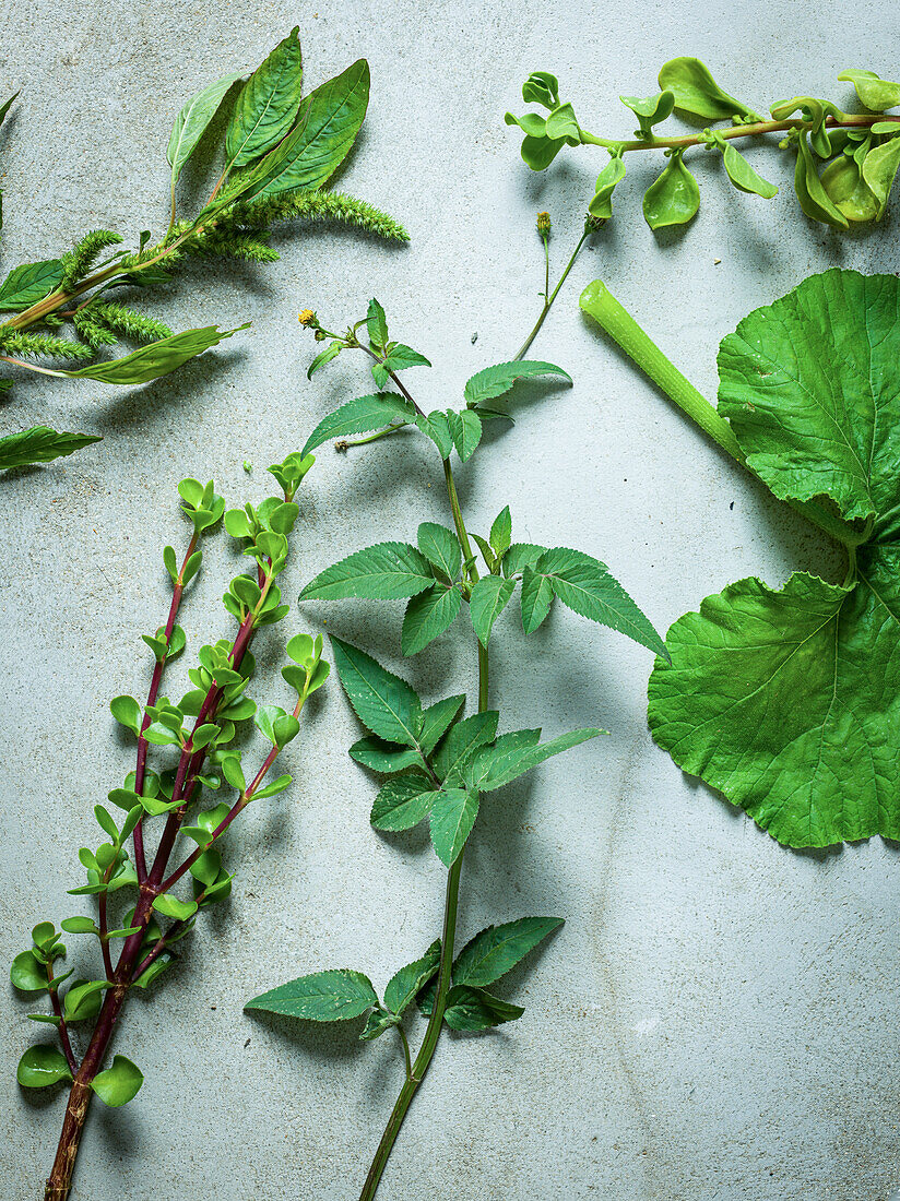 Amaranth, dune spinach, pumpkin leaf, blackjack, spekboom