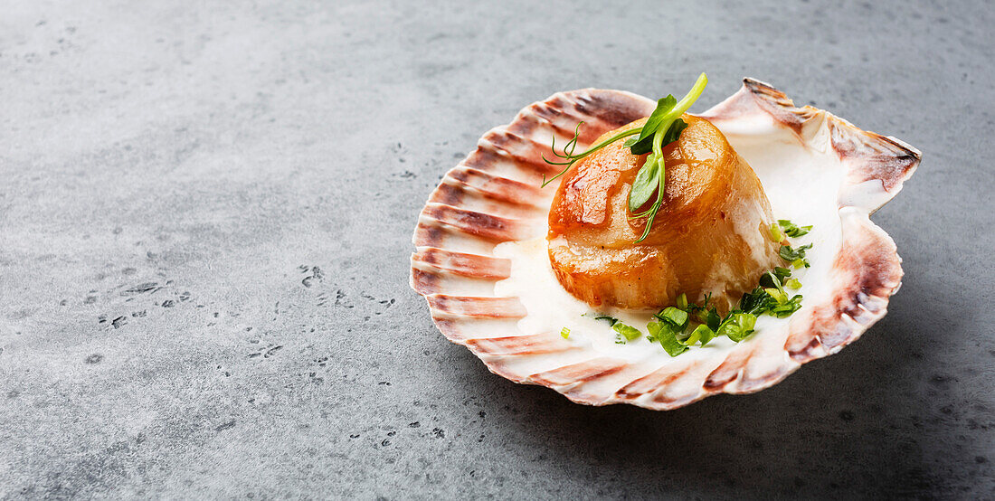 Seared scallop with butter cream sauce, served in a cockle shell on a concrete background