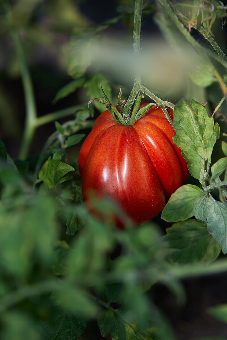Nahaufnahme einer roten Tomate an einem Busch im Garten an einem sonnigen Tag