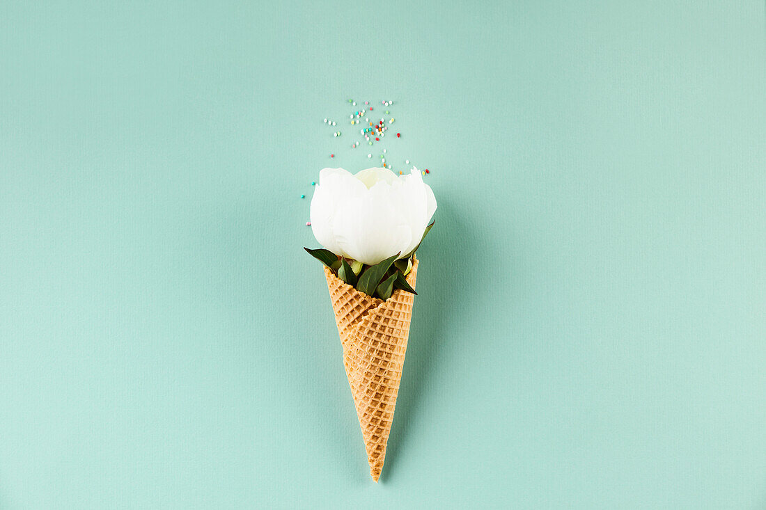 Creative still life of waffle cone with peony flower over pastel light blue background, top view. Summery minimal concept
