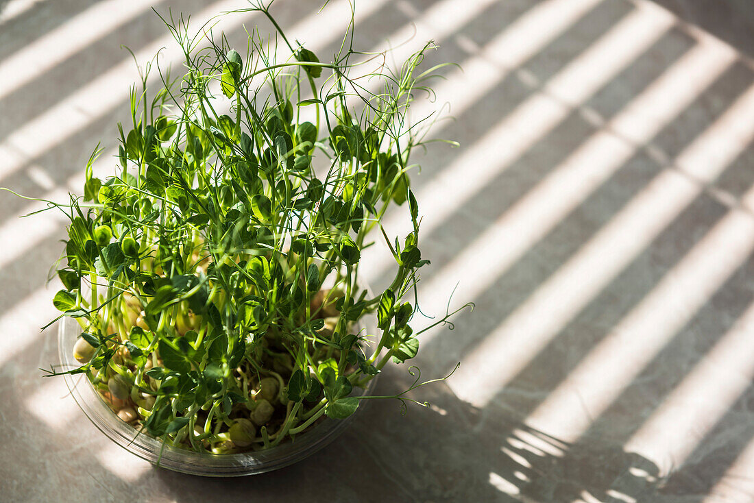 Microgreens in the shade of the blinds. Sprouted peas.