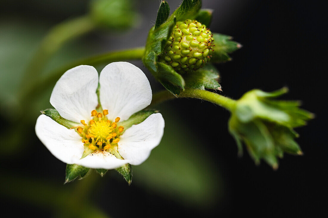 Strawberry blossom and developing green fruit on an organic strawberry plant