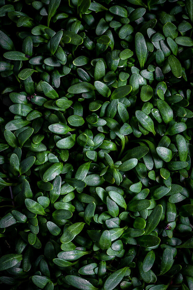 Eine Nahaufnahme von frischen grünen Kresseblättern