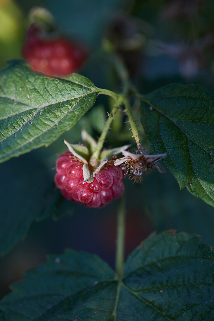 Closeup of ripe red raspberries hanging on branch in garden against blurred background