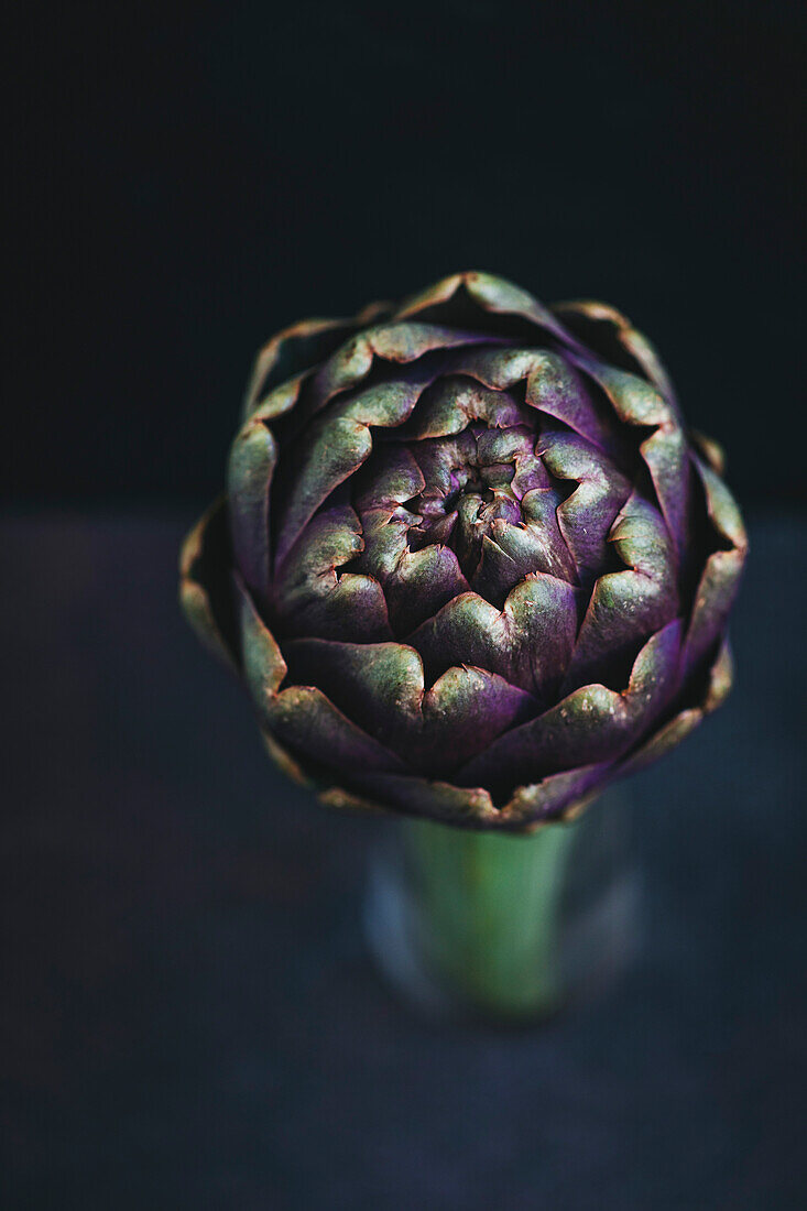 Close-up of a single artichoke on a dark background