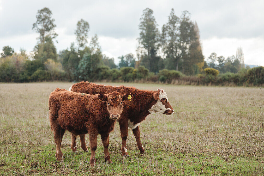 Domestic brown cows grazing in grassy meadow near forest on summer day in countryside of Temuco