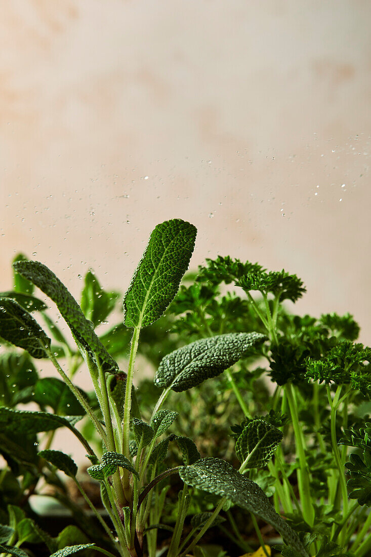 Fresh herbs are sprinkled with water