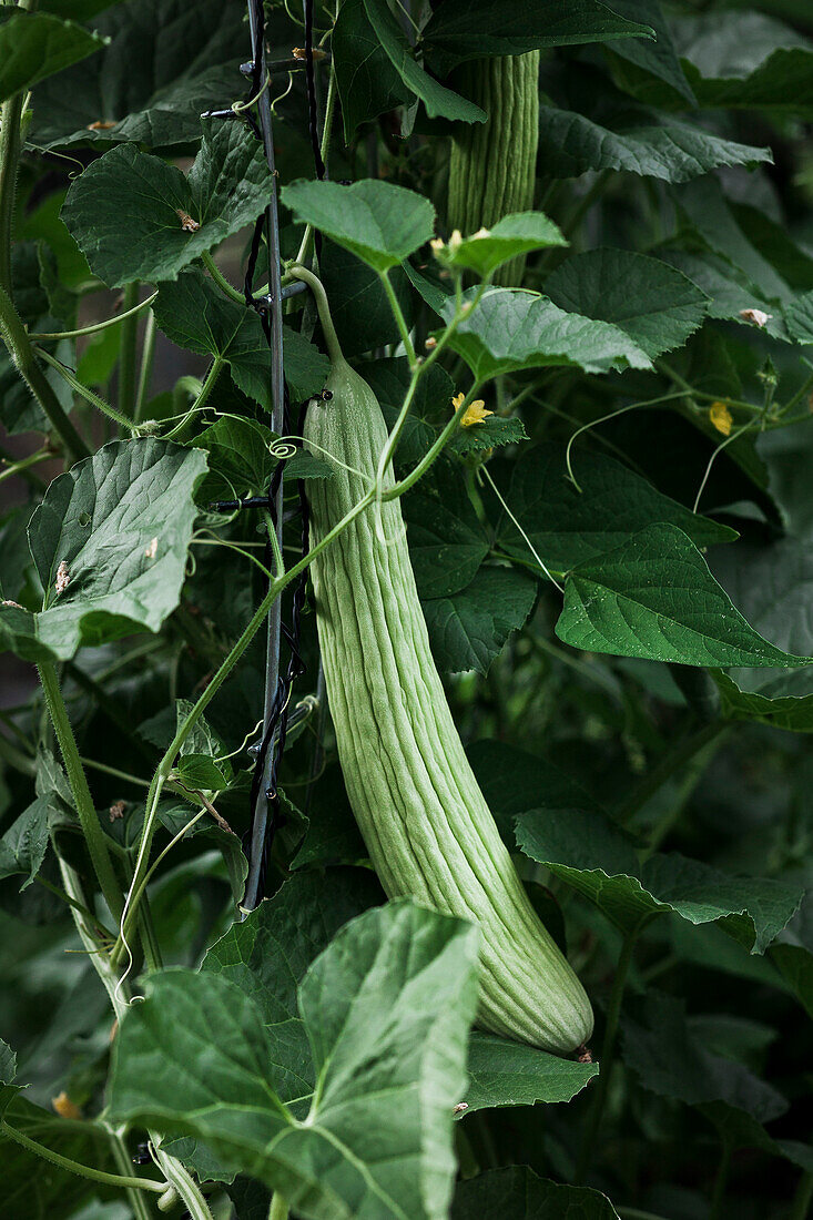 Eine grüne armenische Gurke auf einem Gartenspalier