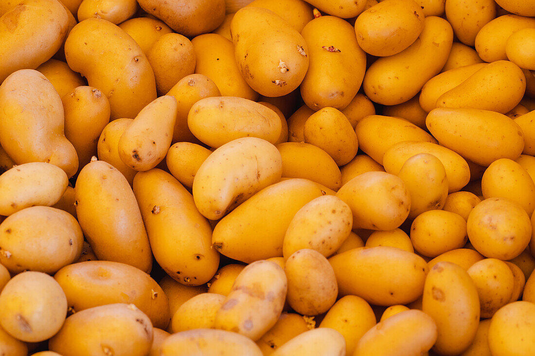 Full view of a pile of ripe, delicious yellow potatoes from the new harvest at the stall in the root vegetable section at the local farmers' market