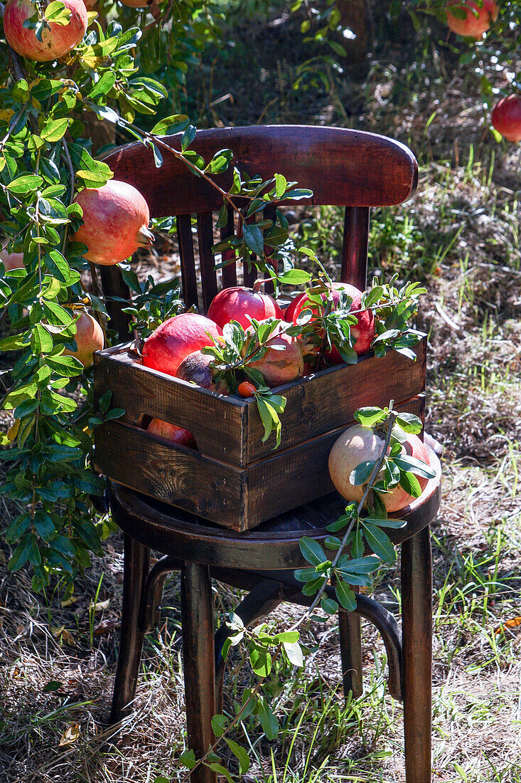 Granatäpfel frisch gepflückt in einer Holzkiste auf einem Stuhl im Garten, Sammlung von Granatapfelernte, Bioprodukt