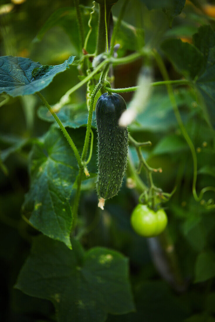 Fresh green cucumber with small sharp prickles growing on twig in garden on sunny summer day