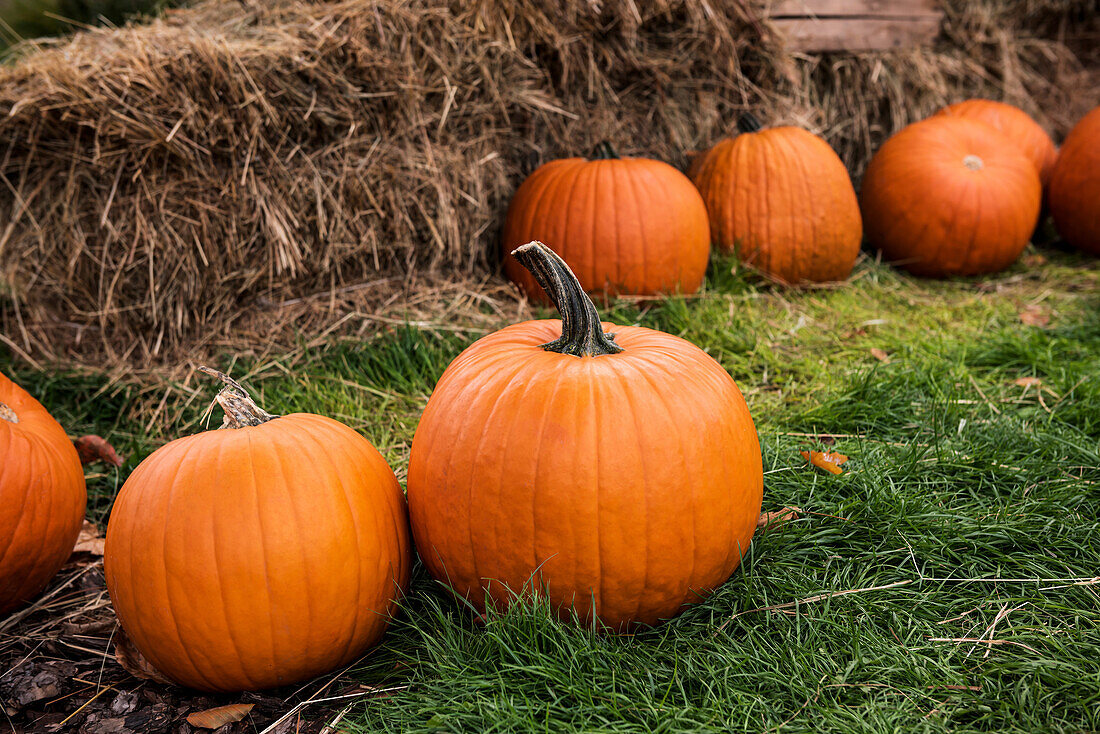 Pumpkins on the grass on the background of a pile of hay.