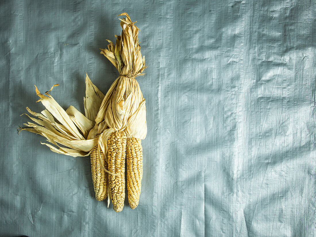 Dried corn on the cob on a silver background