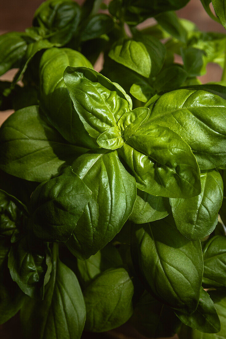 Basil plant with healthy leaves