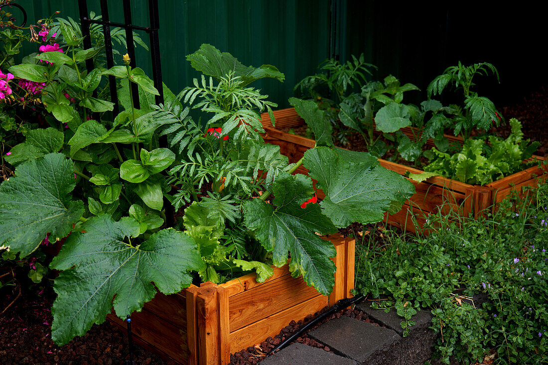 Raised bed vegetable garden in wooden planter boxes with companion plants to ward off pests and diseases