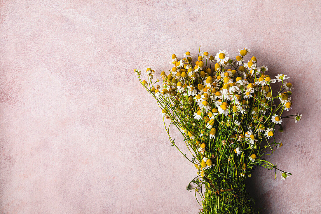 Bouquet of chamomile flowers on a pink background