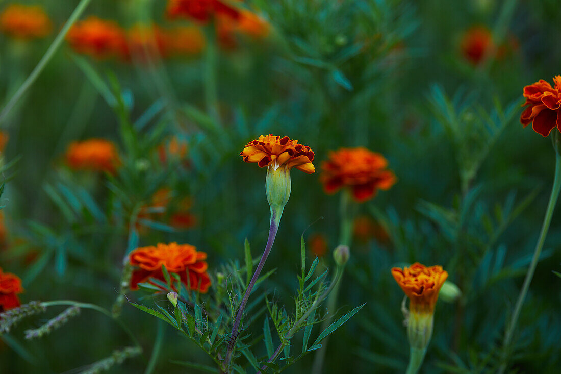 Close-up of bright orange marigold flowers with green leaves growing on thin stems in the garden