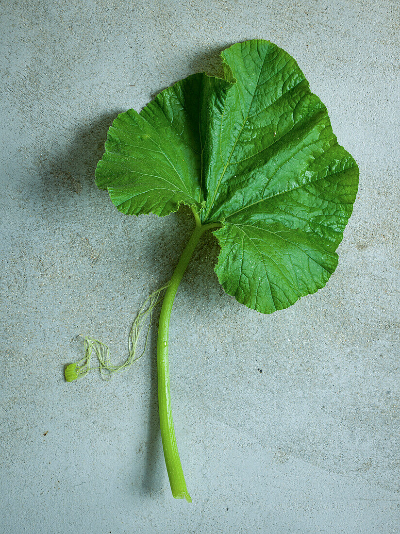 A single pumpkin leaf on a grey background