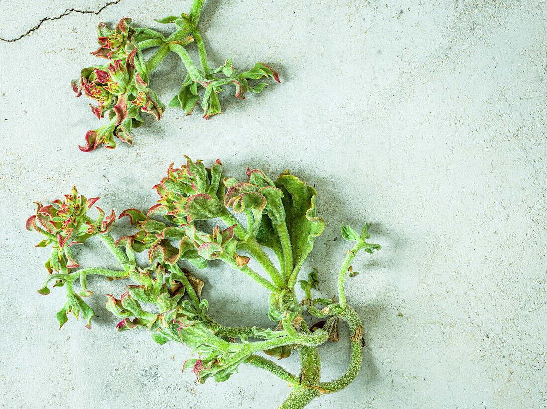 Ice leaf, ice plant (Mesembryanthemum crystallinum)