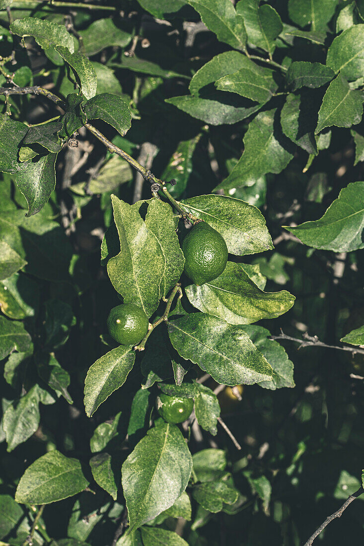 Unripe green lemons on a tree