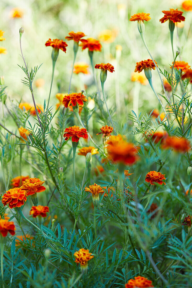 Bright orange marigold flowers with green leaves on thin stems in the garden on a sunny day