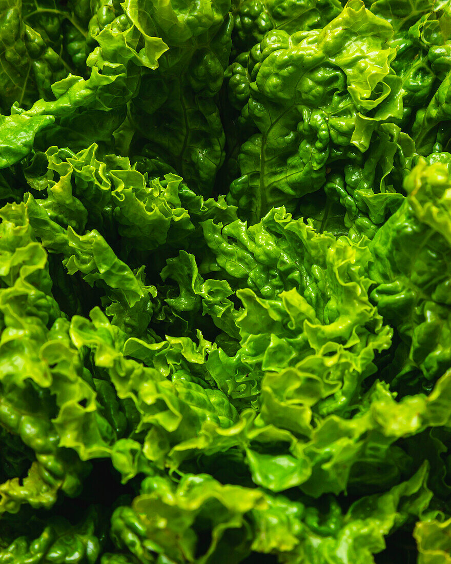 Detail of the leaves of a fresh lettuce