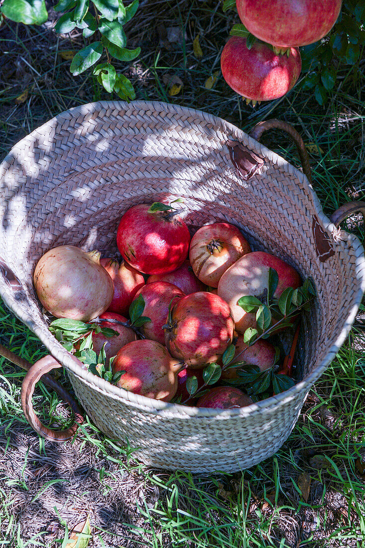 Reife Granatäpfel in einem Weidenkorb im Garten. Granatapfel-Saison. Spanien, Sonnenlicht, Bio-Frucht