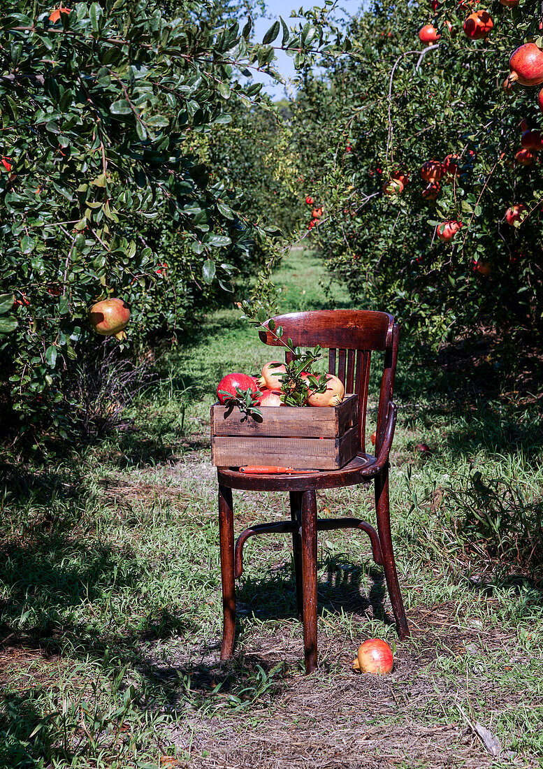 Reife Granatäpfel in einer Holzkiste auf einem alten Stuhl im Garten. Granatapfel-Saison. Spanien, Sonnenlicht, Bio-Frucht