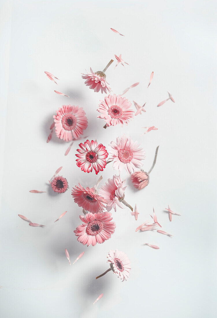 Fliegende rosa Gänseblümchen auf weißem Wandhintergrund mit Schatten. Fallende Blütenblätter von Sommerblumen. Vorderansicht
