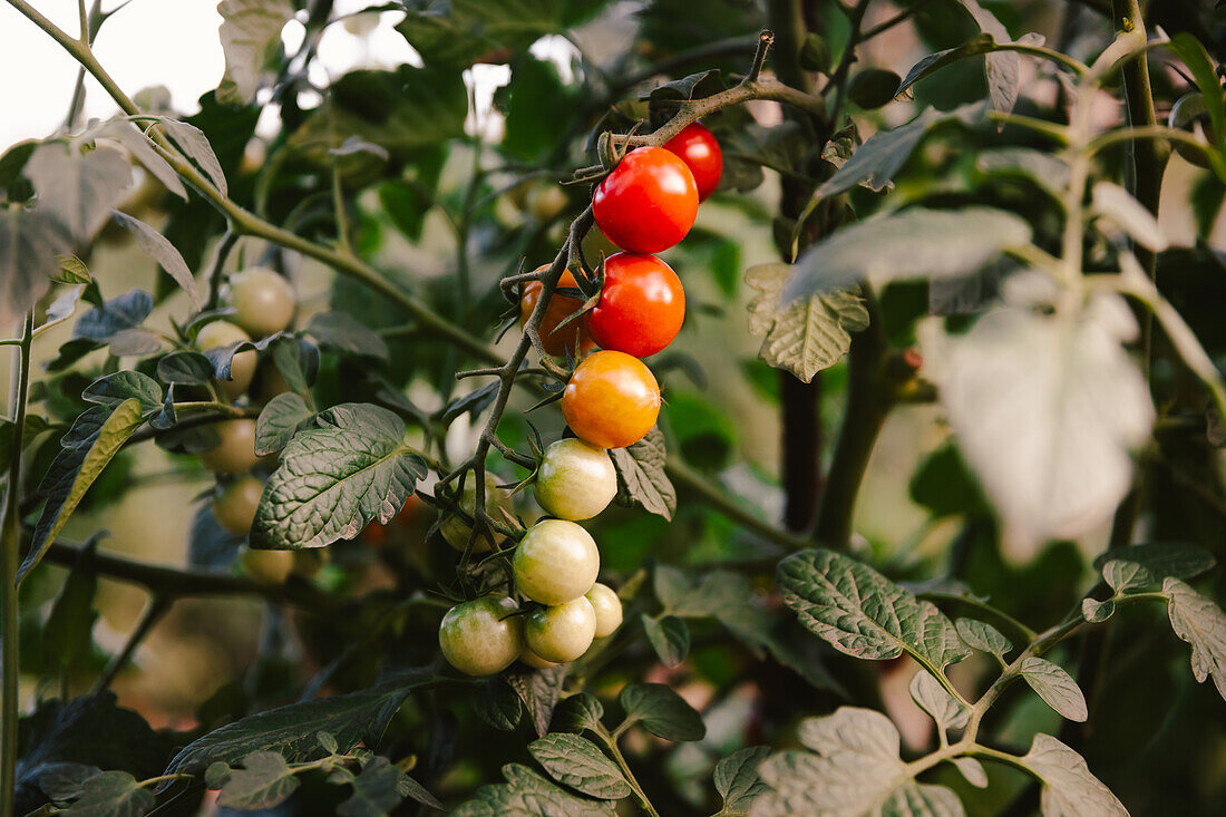 Bunch of fresh tomatoes growing on plant branch on sunny day in garden