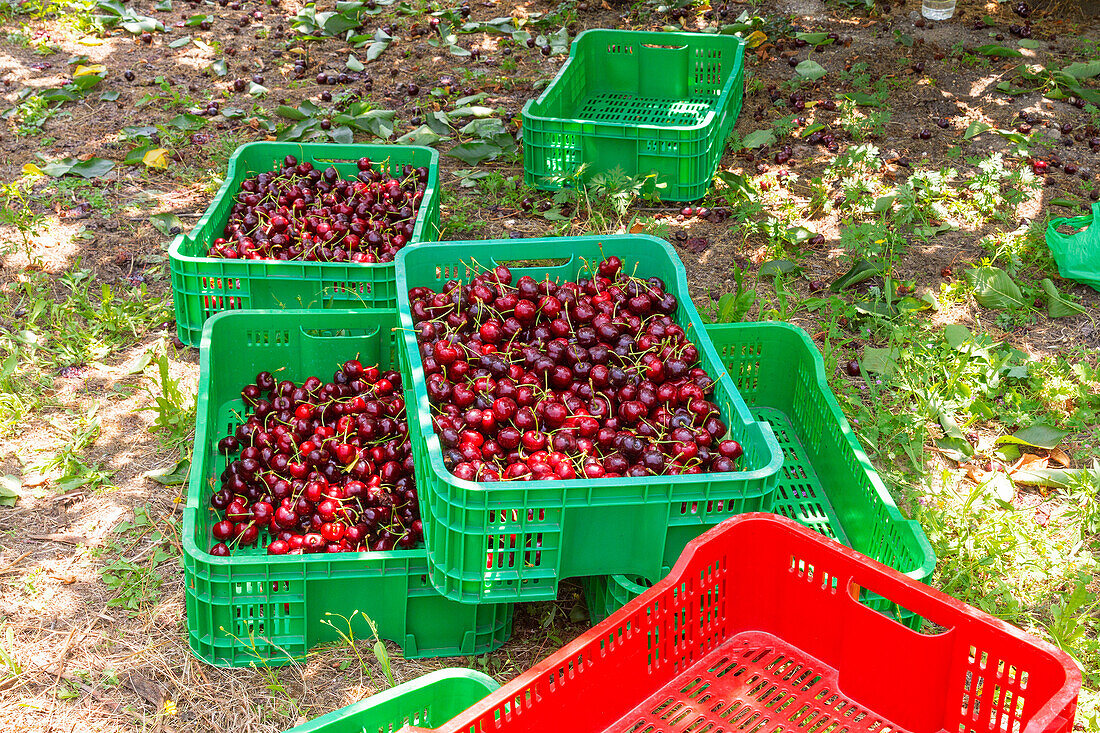 Hoher Blickwinkel auf grüne Kisten voller frisch geernteter roter Kirschen auf einer Bio-Plantage an einem sonnigen Tag