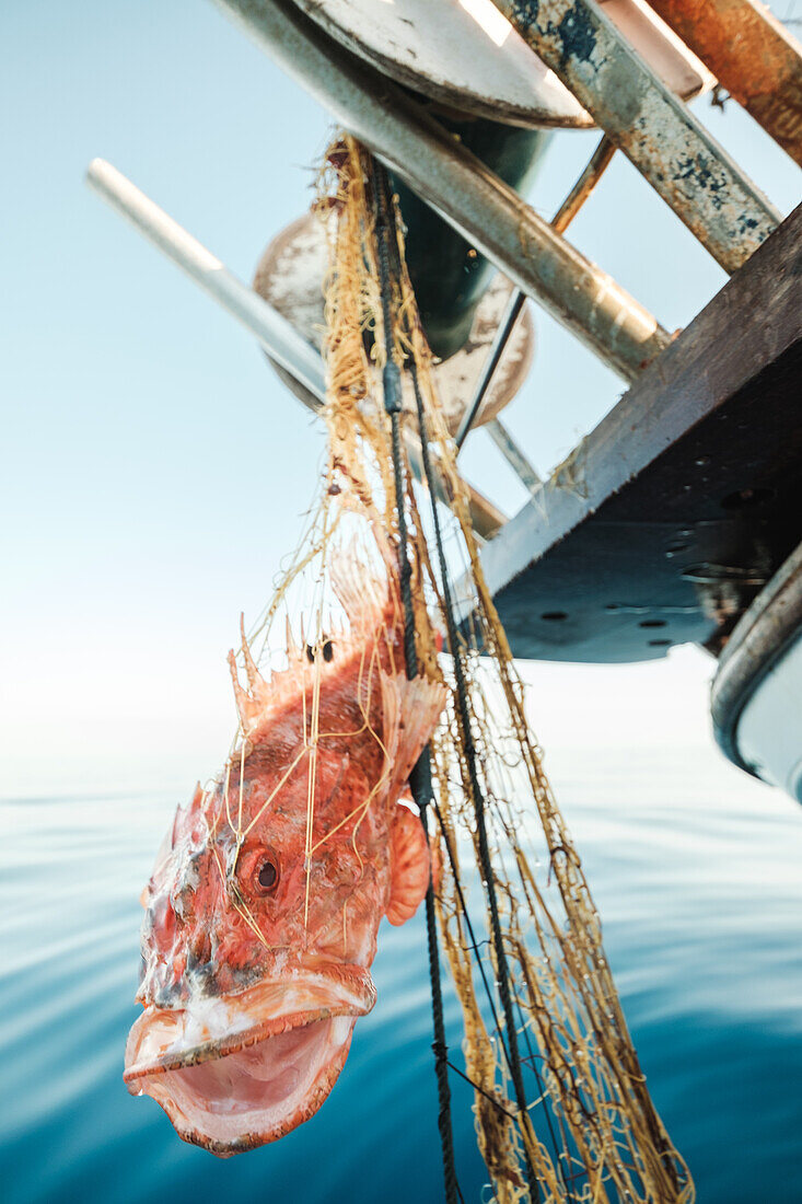 Red Scorpaena Scrofa hanging in net on winch on trawler during traditional fishing in Soller near Balearic Island of Mallorca
