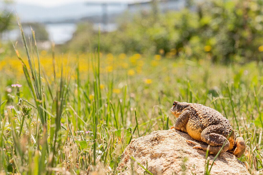 Nahaufnahme einer braunen Kröte mit strukturierter Haut, die auf einem Felsen inmitten von grünem Gras auf einem Biohof sitzt