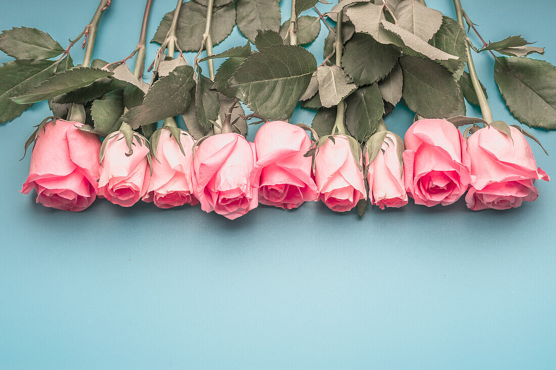 Rosa Rosen auf blauem Hintergrund. Romantisches Blumenkonzept. Draufsicht mit Kopierbereich