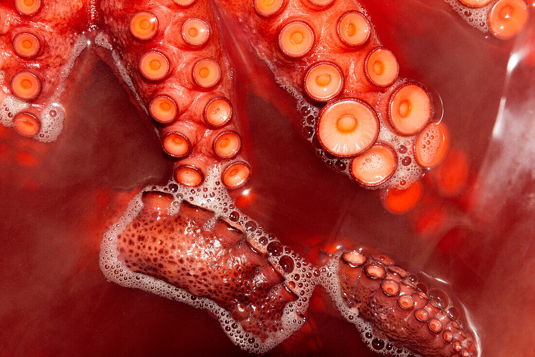 Makroaufnahme, die die lebhaften Details von Tintenfischtentakeln mit Saugnäpfen zeigt, die in eine leuchtend rote Flüssigkeit getaucht sind und die komplizierten Strukturen und Muster einfangen