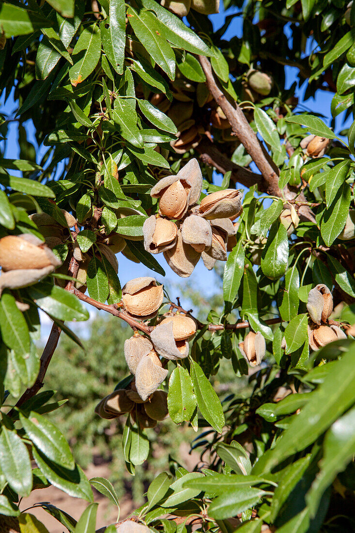 From below almond nuts encased in their open shells hanging from the branches of a tree in an orchard