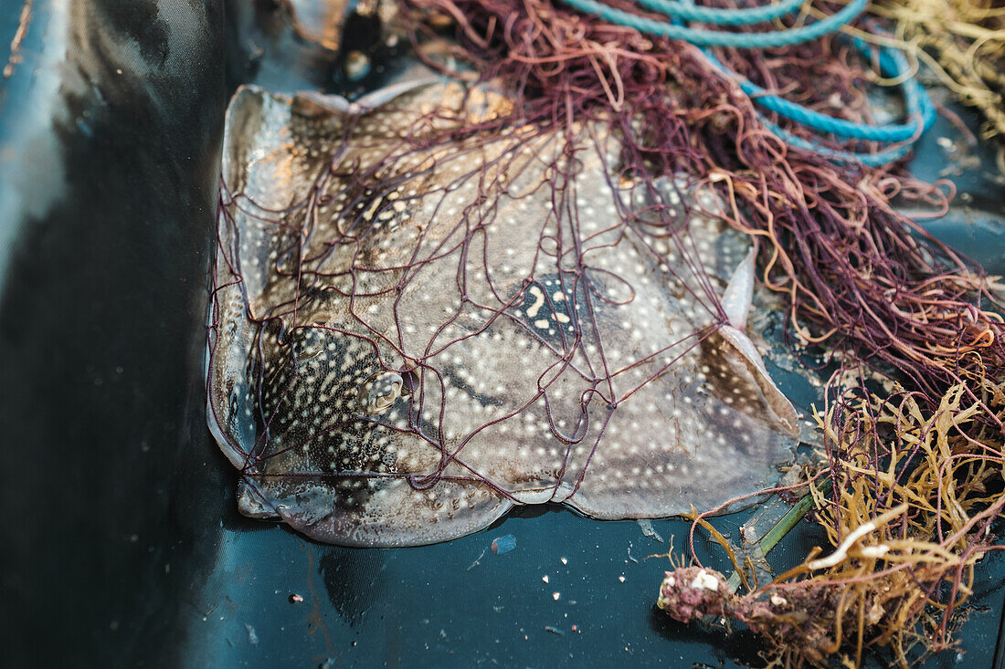 Caught Himantura leoparda tied in fishing net with aquatic plants on schooner during traditional fishing in Soller near Balearic Island of Mallorca