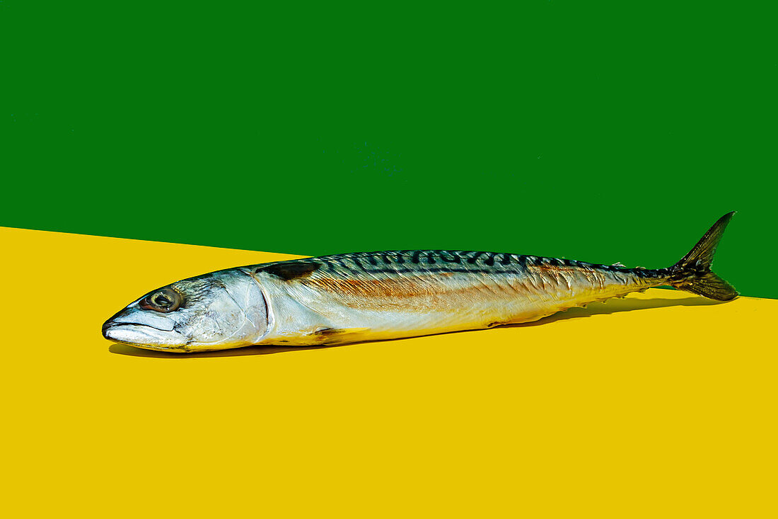 Fish placed on yellow table against green wall