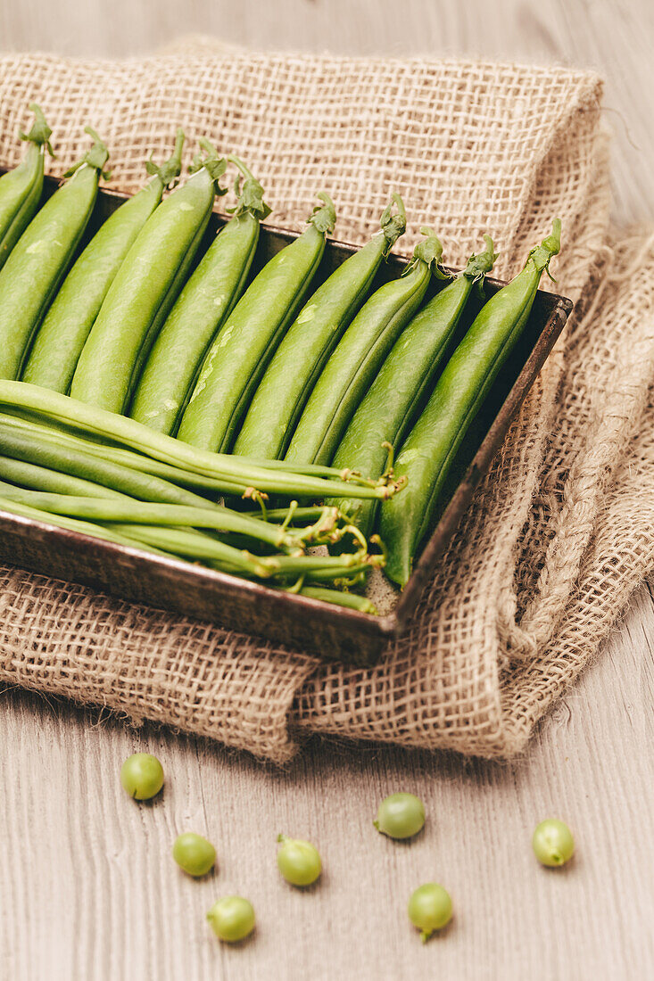 Bunch of fresh green peas arranged in a rustic metal tray on a wooden surface with hessian fabric, some peas scattered around.